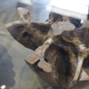 Natura Root Coffee Table